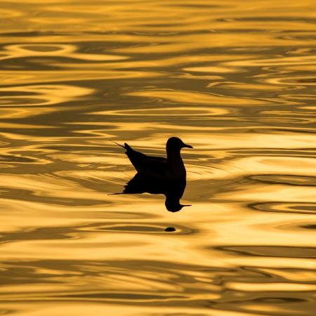 The seagull on the surface of the sea in the evening.の写真素材