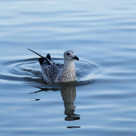 The seagull on the surface of the sea.