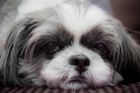 Face of a dog , which is a small breed long haired white and black の写真素材