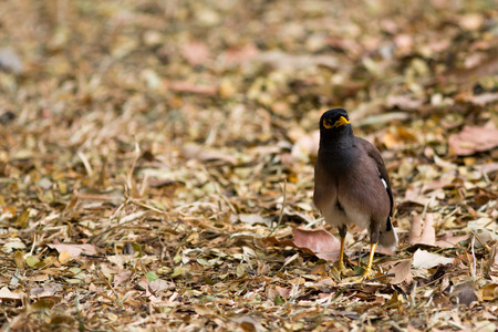 Common myna living on the ground covered with dry leaves.の写真素材