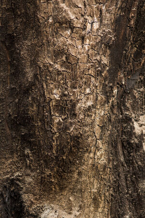 The surface texture of wood burned by wildfire.の写真素材