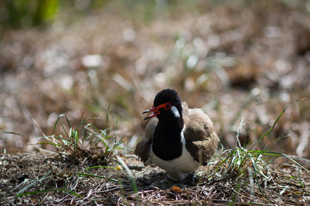 The bird hatching egg in the nest on the ground.の写真素材