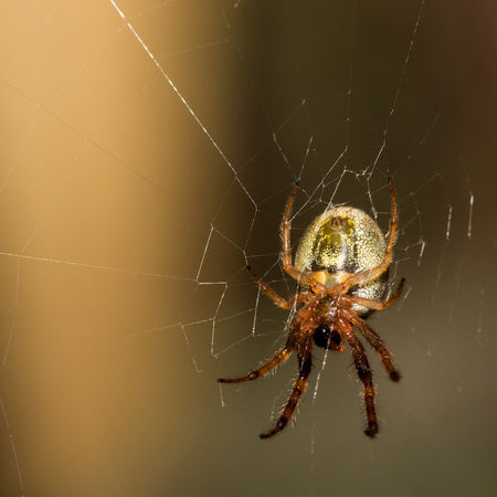 The little spider living in the garden.の写真素材