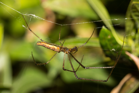 The little spider living in the garden.の写真素材