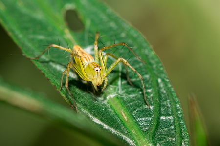 The little spider living in the garden.の写真素材