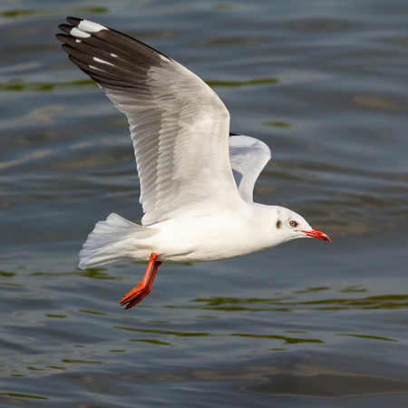The white seagull flying in the sky.の写真素材