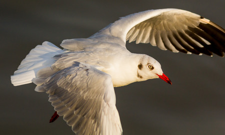 The white seagull flying in the sky.の写真素材