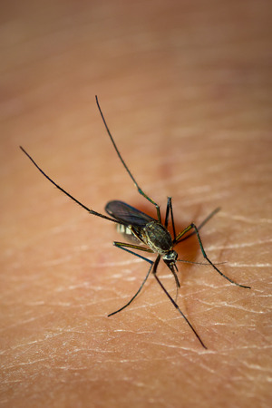 Mosquito sucking blood on skin human.の写真素材