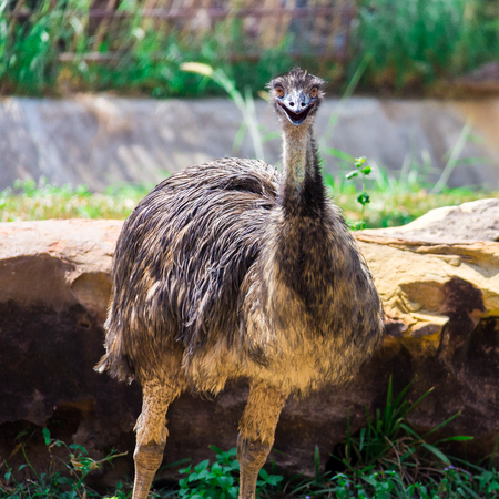 The emu bird living in zoo.の写真素材