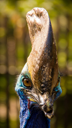 The cassowary bird living in zoo.の写真素材