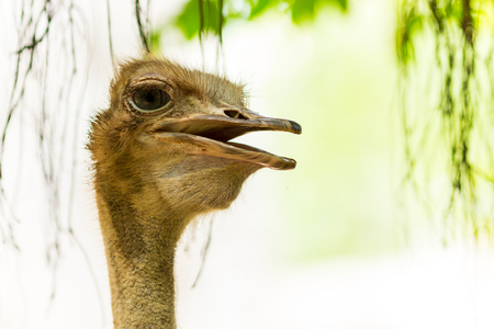 The ostrich bird living in zoo.の写真素材