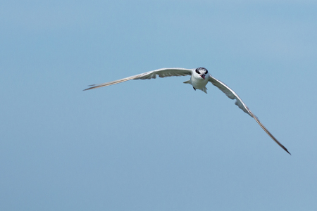 The seagull flying in the blue sky.の写真素材