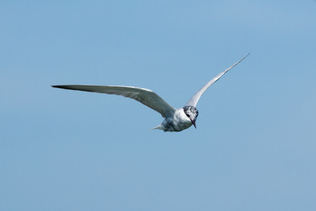 The seagull flying in the blue sky.の写真素材