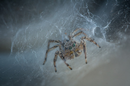 The little spider in the white background.の写真素材