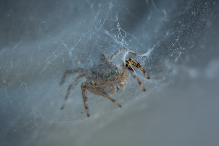The little spider in the white background.の写真素材