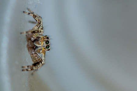 The little spider in the white background.の写真素材