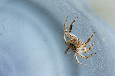 The little spider in the white background.の写真素材