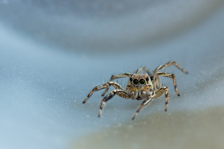 The little spider in the white background.の写真素材