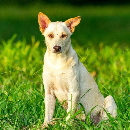 The white dog sitting on the grass.の写真素材