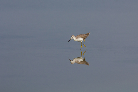 The little bird living in nature.の写真素材