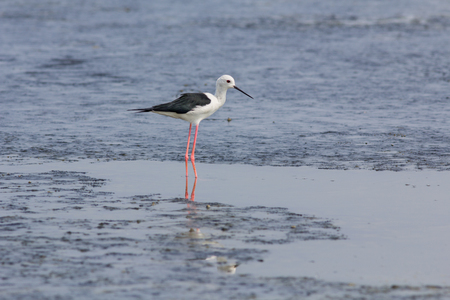 The little bird living in nature.の写真素材