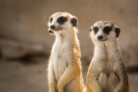Meerkat or Suricate in the zoo , Thailandの写真素材