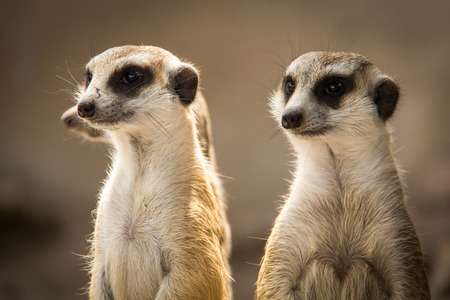 Meerkat or Suricate in the zoo , Thailandの写真素材