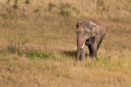 The elephant living in tropical forests, Khao Yai National Park,  Thailand.の写真素材
