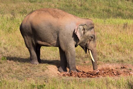 The elephant living in tropical forests, Khao Yai National Park,  Thailand.の写真素材