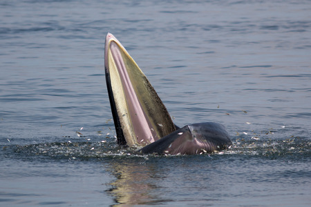 A whale live in the Gulf of Thailand.の写真素材