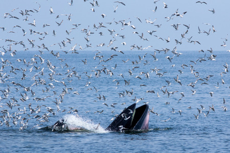 A whale live in the Gulf of Thailand.の写真素材