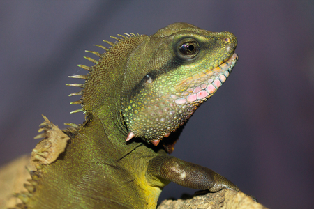 The green iguana in the zoo.の写真素材