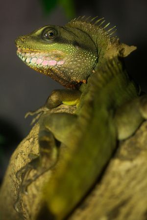The green iguana in the zoo.の写真素材