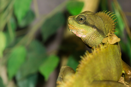 The green iguana in the zoo.の写真素材