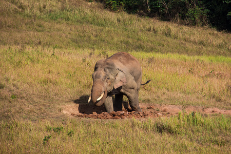 The elephant living in tropical forests, Khao Yai National Park,  Thailand.の写真素材