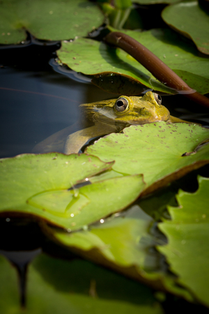 A frog hiding under the leaves of the lotus in the pond.の写真素材
