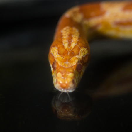 Snake living in showcase in zoo , Thailand