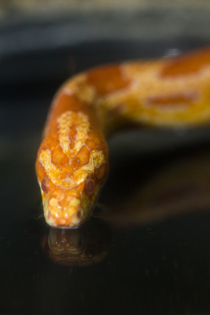 Snake living in showcase in zoo , Thailandの写真素材