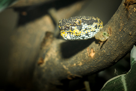 Snake living in showcase in zoo , Thailandの写真素材