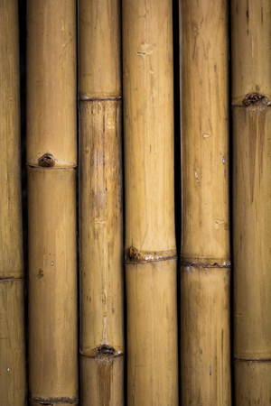 background from old bamboo sticks, wood texture.の写真素材