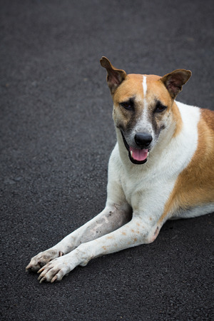 The dog sitting on the road.の写真素材