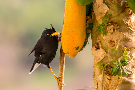 The bird living on the tree in  papaya gardenの写真素材