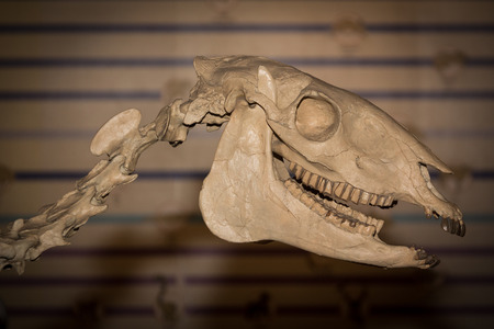 Dinosaur head fossils in a dinosaur museum, Thailandの写真素材
