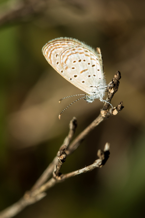 The small butterfly perched on branch in the garden.の写真素材