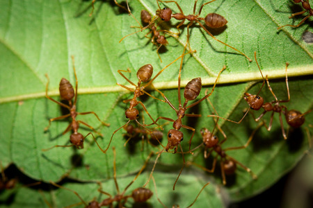 Red ants on the leaves ,selective focus point