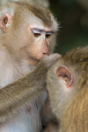 The monkey live in the forest, Khao Yai National Park, Thailandの写真素材