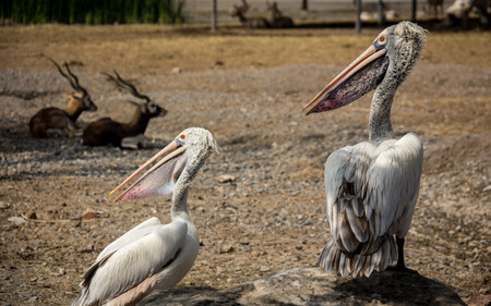 Two pelicans and two deers in zooの写真素材