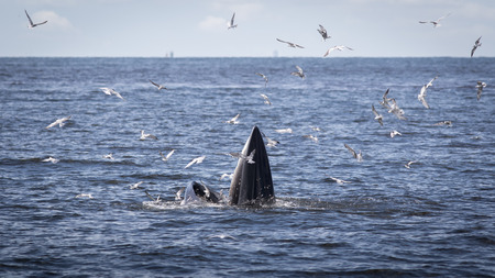 A whale live in the Gulf of Thailand.の写真素材