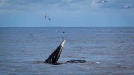 A whale live in the Gulf of Thailand.の写真素材