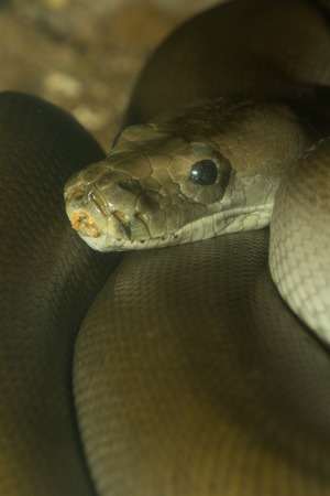 Close up of snake's head